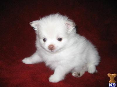 Puppies in CT