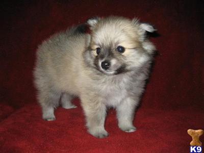 Puppies in CT