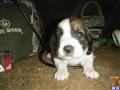 English Coonhound
