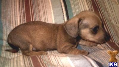 Dachshund Puppies in TX