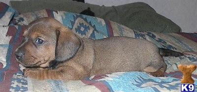 Dachshund Puppies in TX