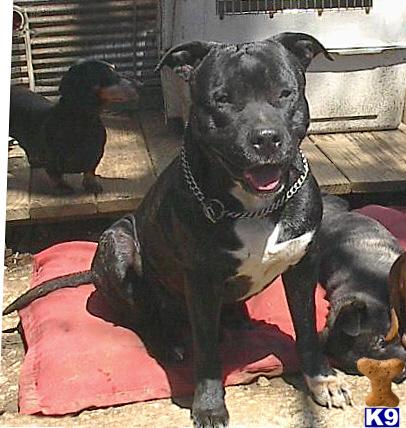 Dogs - American Staffordshire Terrier