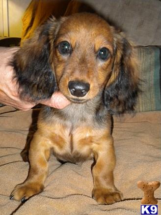 Dachshund Puppies in TX
