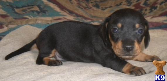 Dachshund Puppies in TX