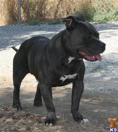 Stud Dogs in CA