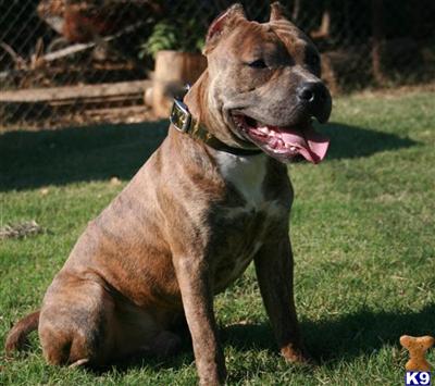 Stud Dogs - American Pit Bull