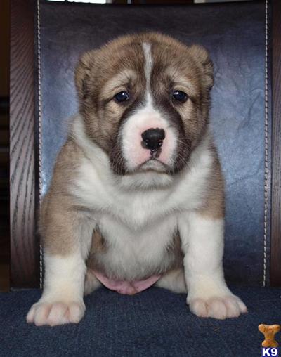 Central Asian Shepherd Puppies
