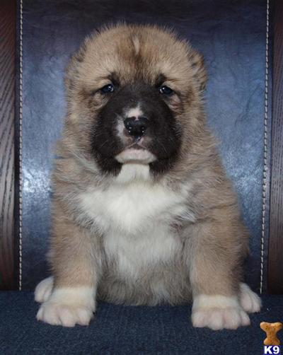 Central Asian Shepherd Puppies