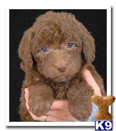 Australian Labradoodles Puppies for Sale