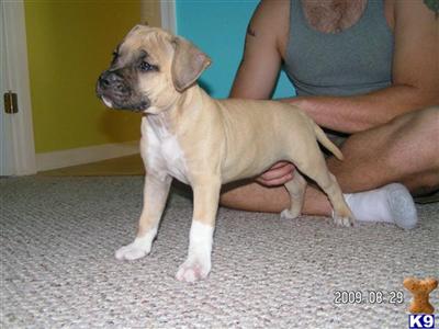 Puppies in VA