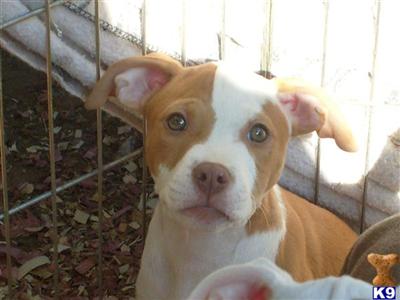 Puppies in Sacramento