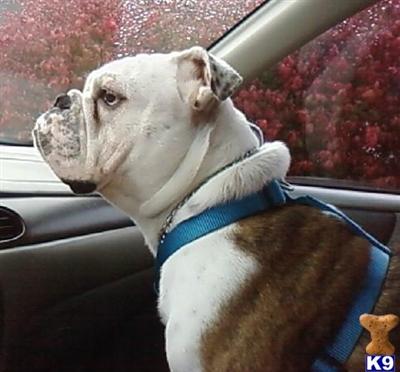Stud Dogs - English Bulldog