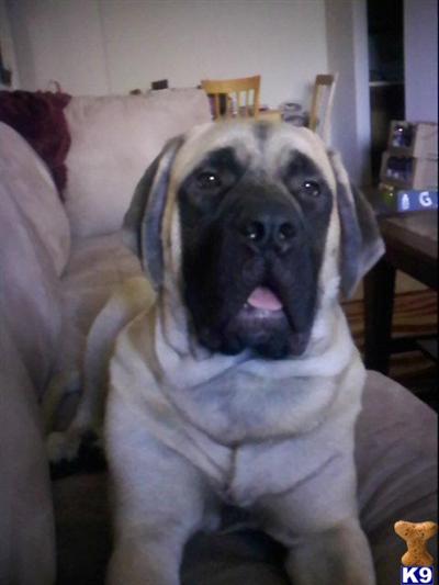 Stud Dogs - Mastiff