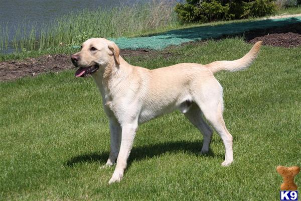 Stud Dogs in IL