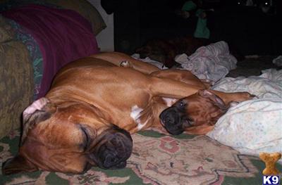 Boxer Puppies for Sale
