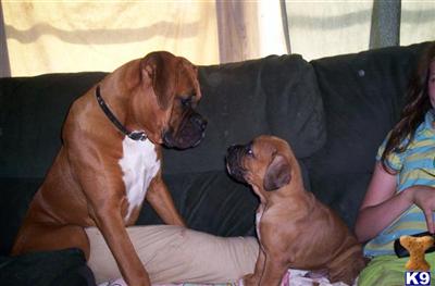 Stud Dogs - Boxer