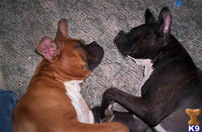 Stud Dogs - Boxer