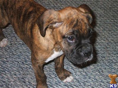Boxer Puppies for Sale