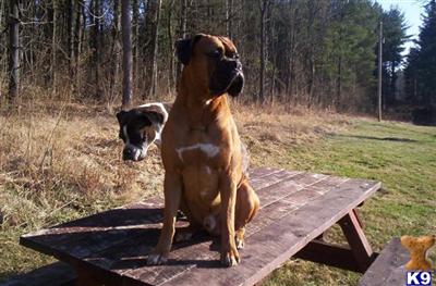 Stud Dogs - Boxer