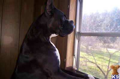 Boxer Puppies for Sale