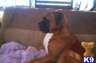 Stud Dogs - Boxer