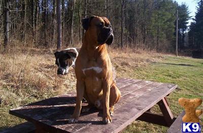 Stud Dogs - Boxer