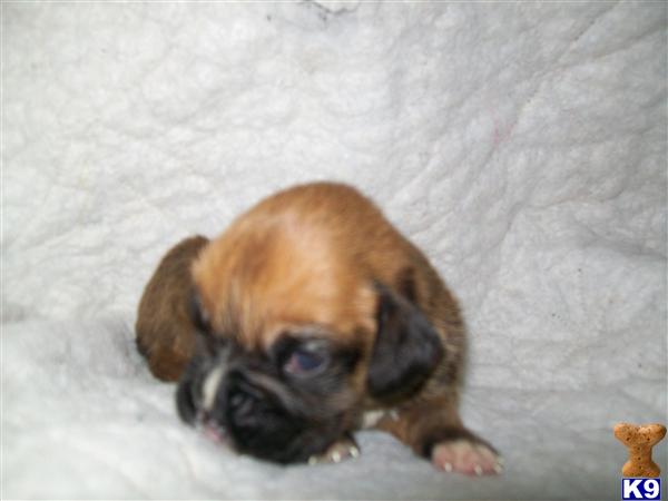 boxer puppies for sale dayton ohio black boxer puppies ohio boxer puppies for sale dayton ohio black boxer puppies ohio