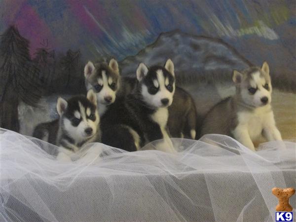 Siberian Husky Puppies in TX
