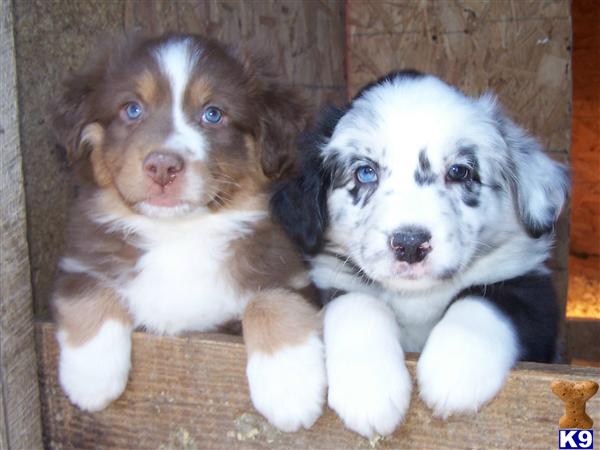 Puppies in VA