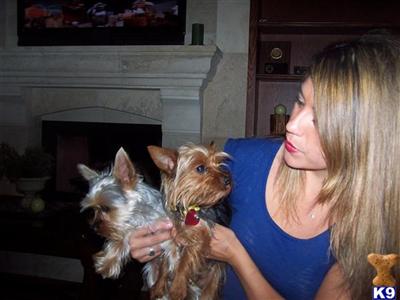 Puppies in Chino hills