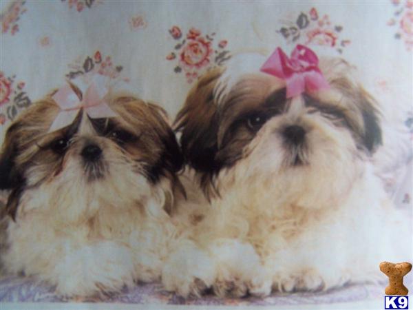 Puppies in Chino hills