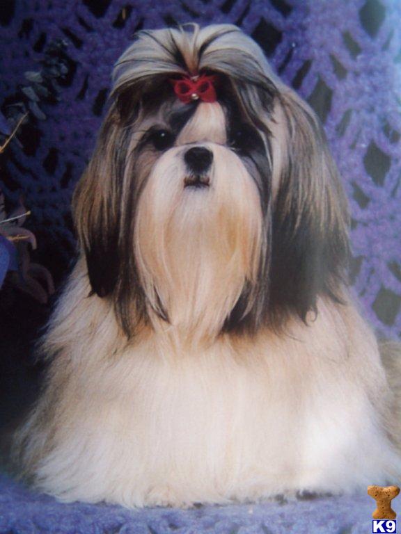 shih tzu for sale in birmingham alabama shih tzu for sale birmingham al picture breeds picture shih tzu for sale in birmingham alabama shih tzu for sale birmingham al picture breeds picture