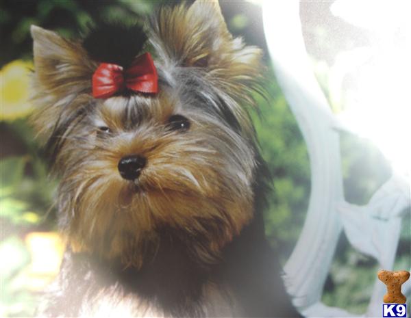 Puppies in Chino hills