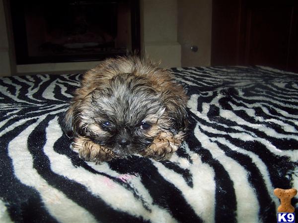 Puppies in Chino hills