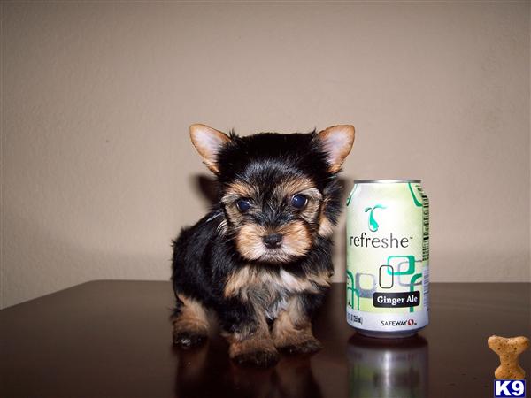 Puppies in Chino hills