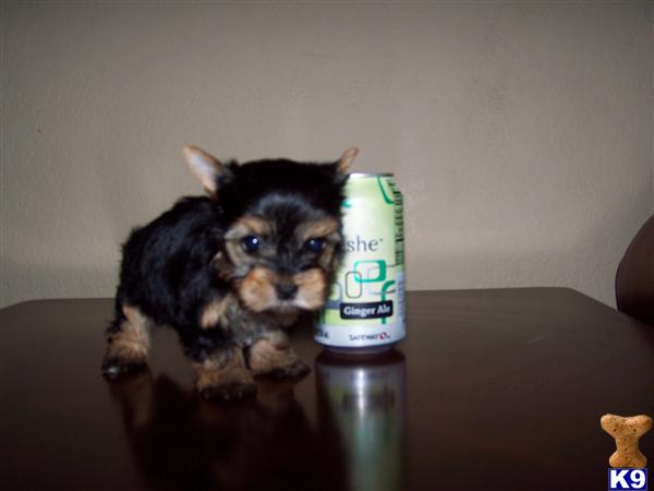 Puppies in Chino hills