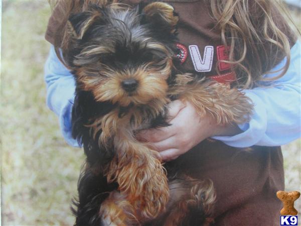 Puppies in Chino hills