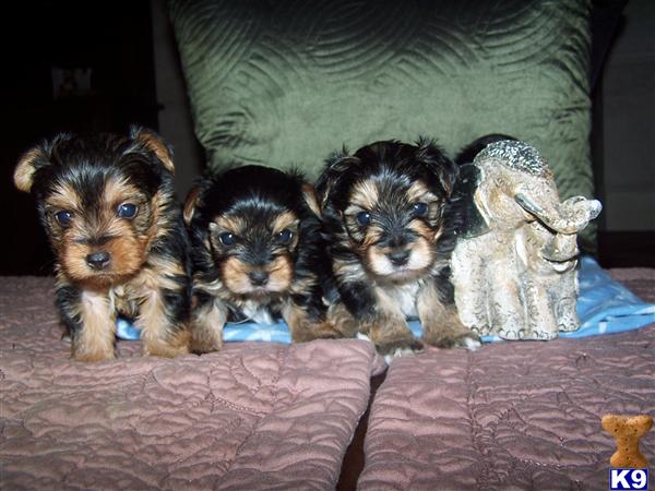 Puppies in Chino hills