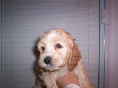 Cockapoos Puppies for Sale