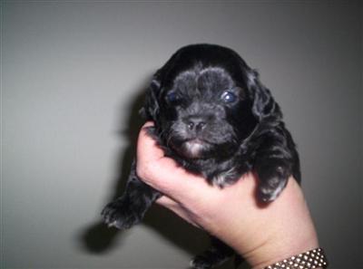 Puppies in NJ
