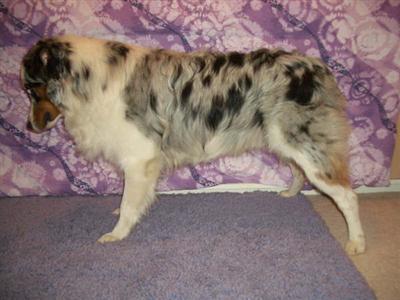 Stud Dogs - Australian Shepherd