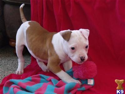 Puppies in MI