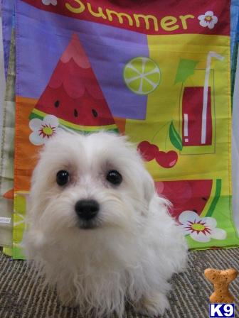 Coton De Tulear Puppies for Sale