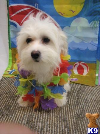 Coton De Tulear Puppies for Sale