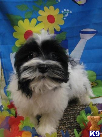Havanese Puppies for Sale