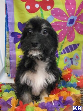 Havanese Puppies for Sale