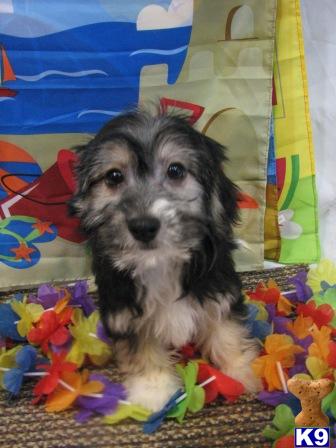 Havanese Puppies for Sale