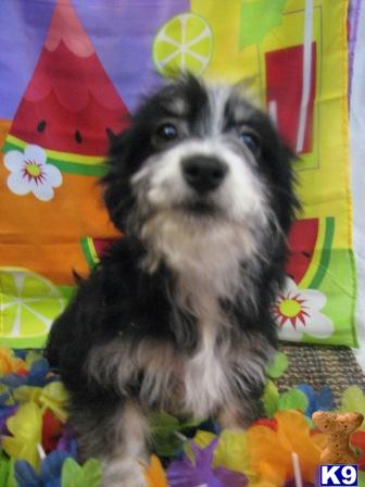 Havanese Puppies for Sale