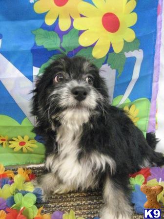 Havanese Puppies for Sale