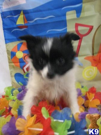 Papillon Puppies for Sale